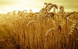 Экспорт пшеницы в будущем сезоне может повторить рекорд