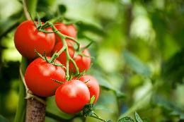 В США разработали робот Virgo для сбора томатов
