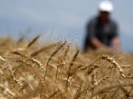 Кабмин обновил цены отсечения на зерно для расчета пошлин