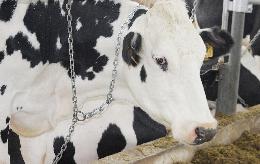 В 2022 году томские фермеры вновь получат господдержку на приобретение кормов