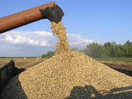 Экспорт зерна в Китай достигнет полумиллиона тонн