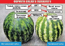 Каким должен быть идеальный арбуз? Каким должен быть идеальный арбуз?