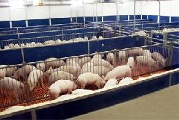 За 10 месяцев текущего года отечественные аграрии увеличили производство свинины на 8,6% - до 2,5 млн тонн 