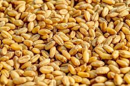 Влажность зерна – важный показатель качества