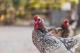 Как отучить курицу расклевывать яйца – птицу убивать не обязательно!
