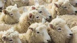 Господдержка и повышение доходности предприятий - основа развития овцеводства и козоводства