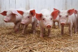 Минсельхоз России: по итогам 10 месяцев производство продукции свиноводства увеличилось на 13,5%