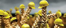 В 2022 году липецкие аграрии застраховали втрое больше посевов