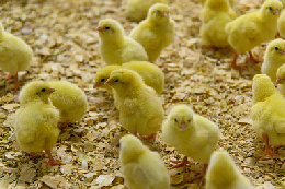 В Минсельхозе обсудили ситуацию на рынке мяса птицы и яиц
