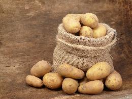 До 150 тонн картофеля российской селекции смогут вырастить все желающие в рамках фестиваля КартофельFest