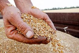 20 млн тонн зерна в рамках госмониторинга обследует Россельхознадзор в 2022 году