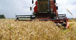Россия хочет поставлять озимые пшеницу и ячмень в Китай