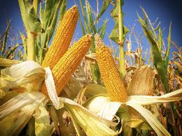 В Приамурье в 2024 году увеличат посевные площади под кукурузу в два раза