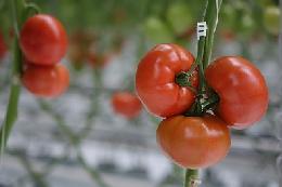 Урожай тепличных овощей на 19,8% больше, чем в прошлом году