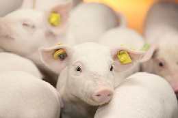 В Минсельхозе рассмотрели текущую ситуацию и перспективы развития отрасли свиноводства