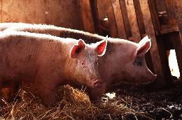 Стабильные цены на свинину и рост производства 