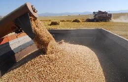 Эксперты ожидают роста экспорта российского зерна