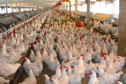 Производство птицы на убой в живом весе увеличилось за 5 месяцев на 5,8% 