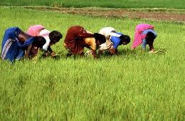 Комментарий. Индийский опыт борьбы с сельской безработицей