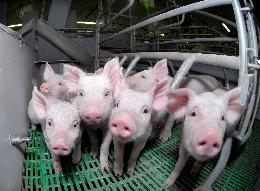 Производство продукции свиноводства выросло на 12,4%