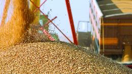 Минсельхоз планирует использовать механизм экспортной квоты на зерно в дальнейшем