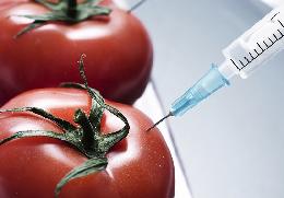 Госдума запретила выращивать и разводить в России ГМО