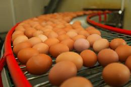 Свиноводство и яйца признаны основными позициями роста