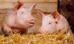 По итогам I квартала производство свинины увеличилось на 5,3%