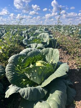 В Томской области идет уборка картофеля и овощей