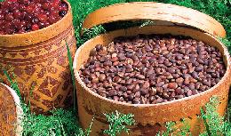 В Томской области установлены сроки заготовки дикоросов 