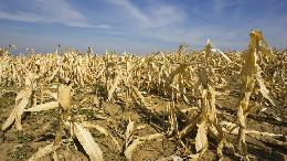 Уральские аграрии потеряли половину урожая зерновых из-за засухи