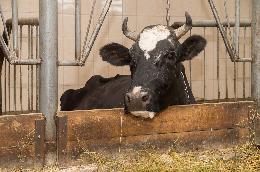 Карантин введен в одном из районов Омской области из-за лептоспироза коров