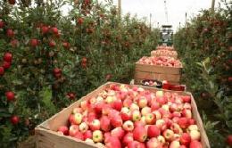 В 2018 году в России ожидается урожай фруктов и ягод в 3,3 миллиона тонн