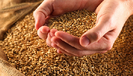 На 23 ноября Россия экспортировала 15820 тыс. тонн зерновых