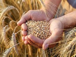 Минсельхоз России планирует ежегодно определять размер квоты на экспорт зерна