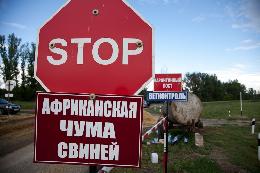 В Сибири обострилась ситуация с африканской чумой свиней В Сибири обострилась ситуация с африканской чумой свиней