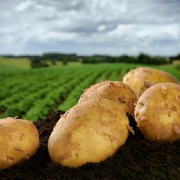 Минсельхоз отчитался о самообеспечении РФ картофелем и молоком на 97% и 82%