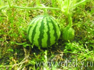 vibor-arbuza-1.jpg vibor-arbuza-1.jpg