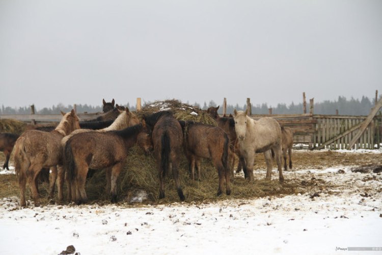 bashkir_500.jpg