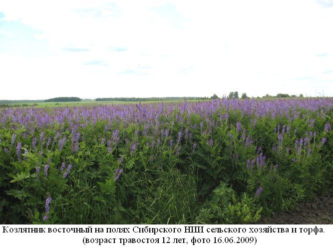 Kozl-1.JPG