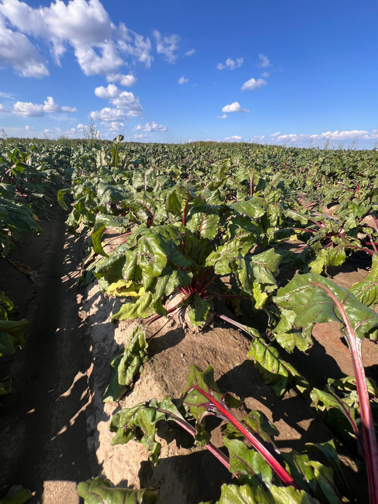 свекла.jpg свекла.jpg