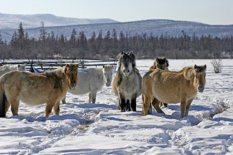 yakuty_500.jpg