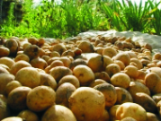 polza-kartohi-1.jpg polza-kartohi-1.jpg
