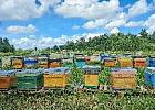 В Зырянском районе пчеловоды в кооперации с растениеводами повышают урожай гречихи и производство меда