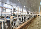 Строительство нового молочно-товарного комплекса в Больше-Дорохово Томской области вошло в Стратегию пространственного развития РФ Строительство нового молочно-товарного комплекса в Больше-Дорохово Томской области вошло в Стратегию пространственного развития РФ