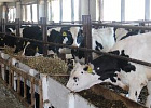 В Томской области растёт производство молока