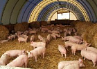 Производство свиней на убой в живом весе за 5 месяцев увеличилось на 15,4 %