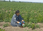 В Томской области cтартовал мониторинг земельных участков по карантинному объекту — золотистой картофельной нематоде