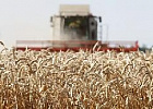 Рязанская область пожинает богатый урожай с максимальных за последние 25 лет площадей зерновых