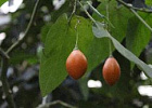 В Сибирском ботаническом саду ТГУ поспел урожай ягод со вкусом томатного сока
